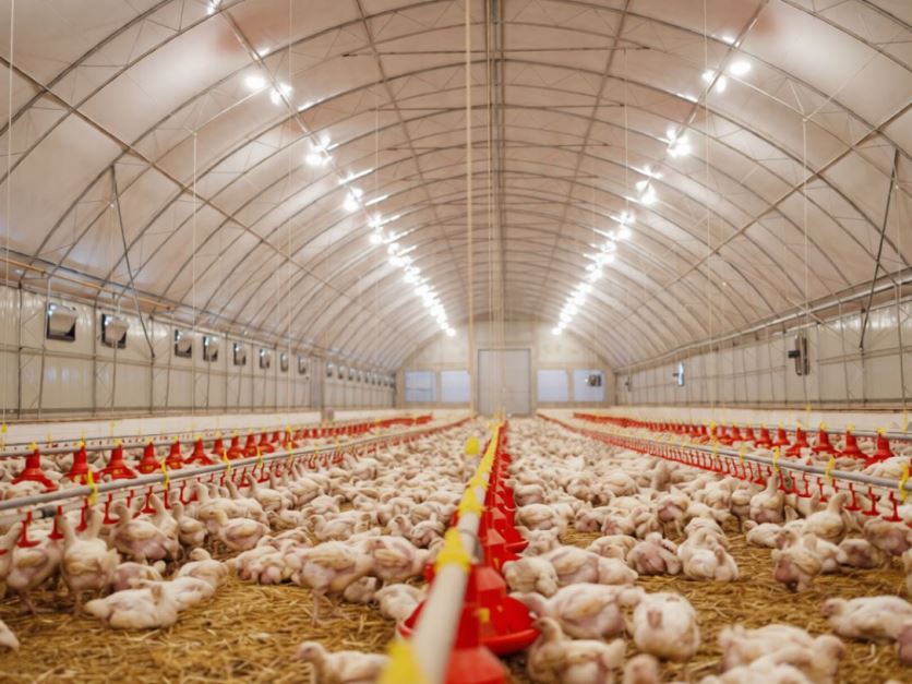 Poultry