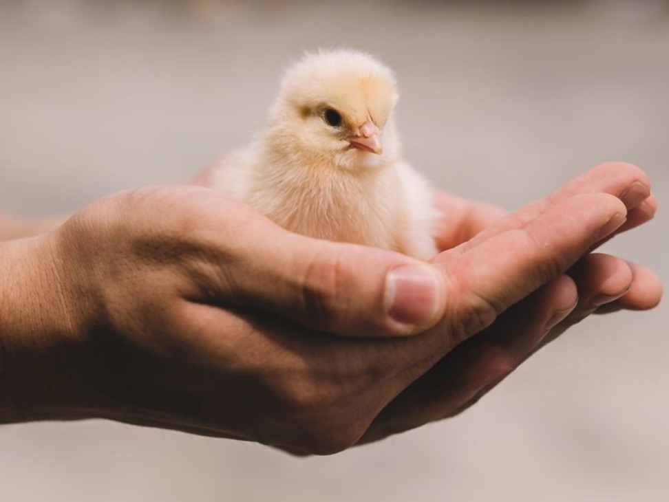 Poultry